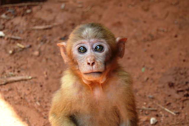 Monkey Primate Macaque - Download Free Stock Photos Pikwizard.com