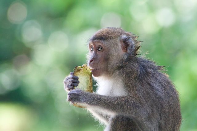 Monkey Primate Macaque - Download Free Stock Photos Pikwizard.com