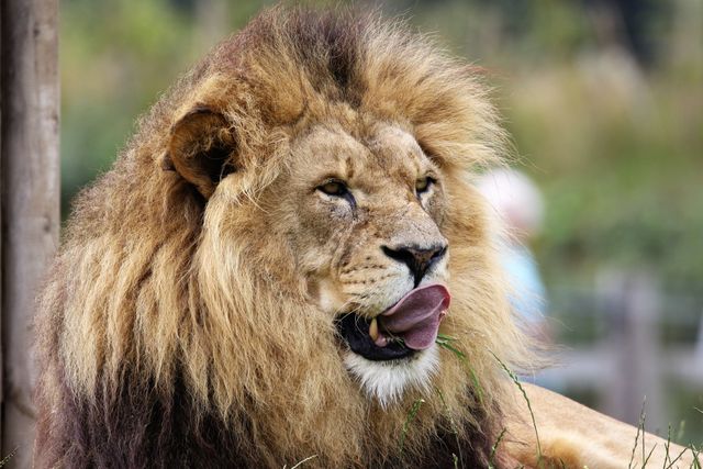 a lion with his tongue out - Download Free Stock Photos Pikwizard.com