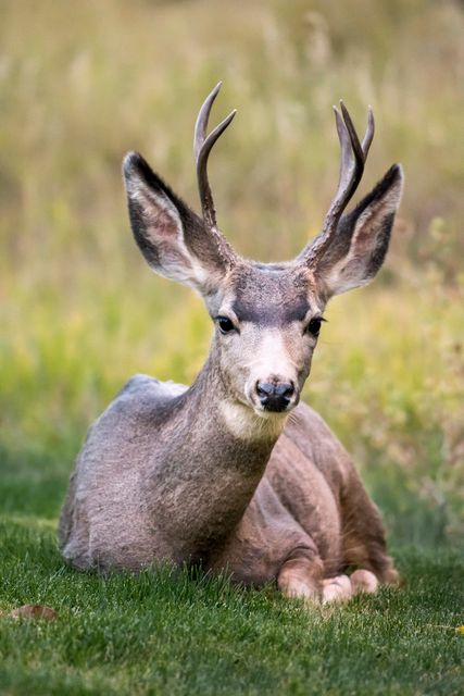 Deer Animal Mammal - Download Free Stock Photos Pikwizard.com
