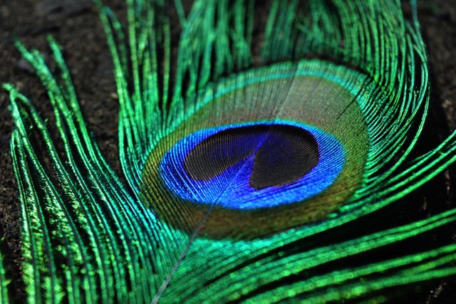 Close-up of Peacock Feather - Download Free Stock Photos Pikwizard.com