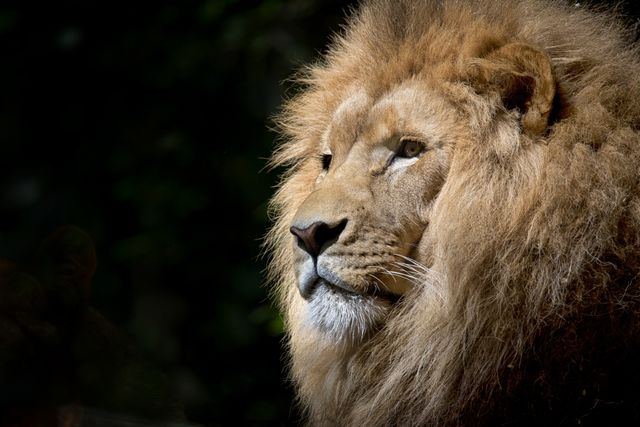 Animal africa zoo lion - Download Free Stock Photos Pikwizard.com