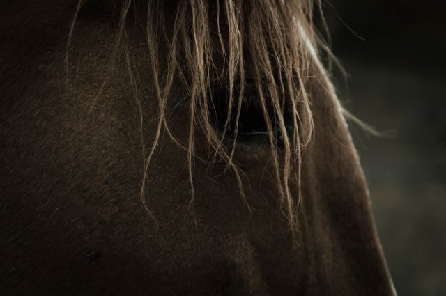 a horse's face - Download Free Stock Photos Pikwizard.com