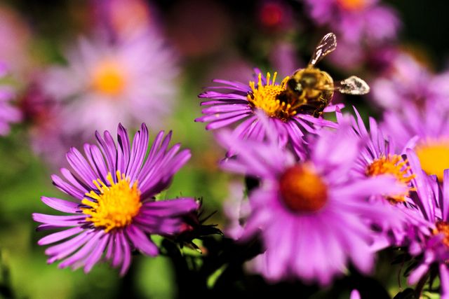 a bee on purple flowers - Download Free Stock Photos Pikwizard.com