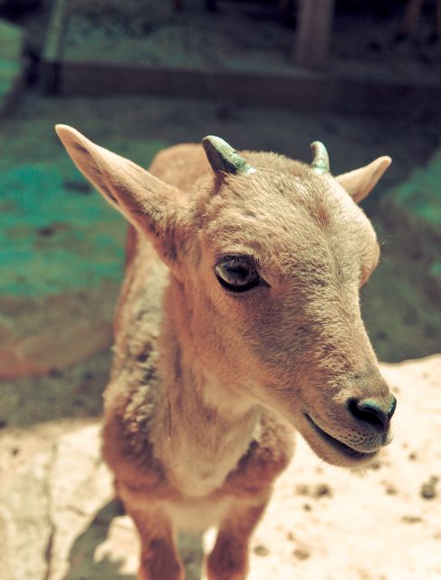 Brown Small goat - Download Free Stock Photos Pikwizard.com