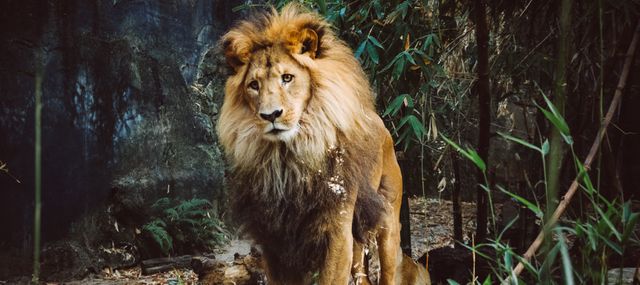 Big cat Lion Feline - Download Free Stock Photos Pikwizard.com
