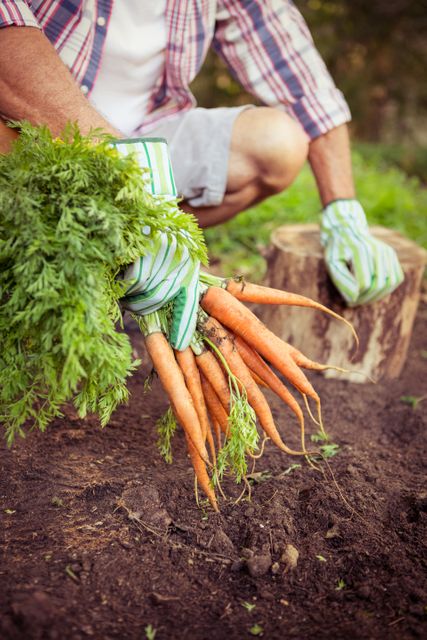 Gardener crouching with carrots at farm - Download Free Stock Photos Pikwizard.com