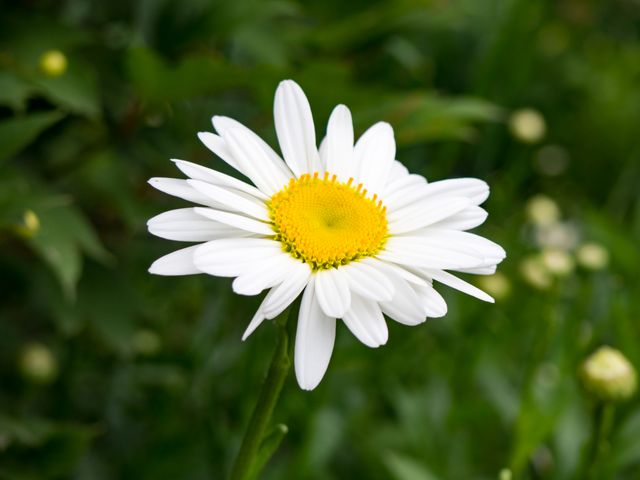 Daisy Flower Chamomile - Download Free Stock Photos Pikwizard.com