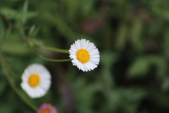 Chamomile Daisy Flower - Download Free Stock Photos Pikwizard.com
