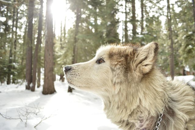 Dog wolf animal pet - Download Free Stock Photos Pikwizard.com