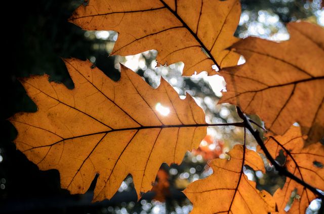 Leaf autumn sunlight  - Download Free Stock Photos Pikwizard.com