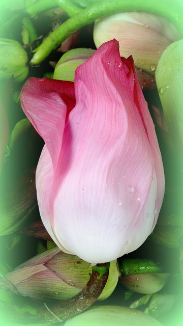 Close-up of Pink Flower - Download Free Stock Photos Pikwizard.com