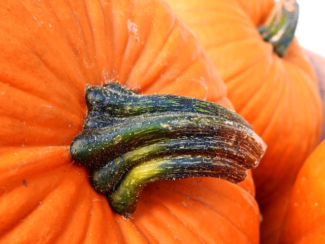 Close up view of peduncle of a pumpkin. Autumn season concept  