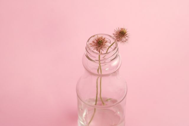 Löwenzahnblüten in einer Flasche auf rosa Hintergrund – Minimalistisch als Designtrend – Bild