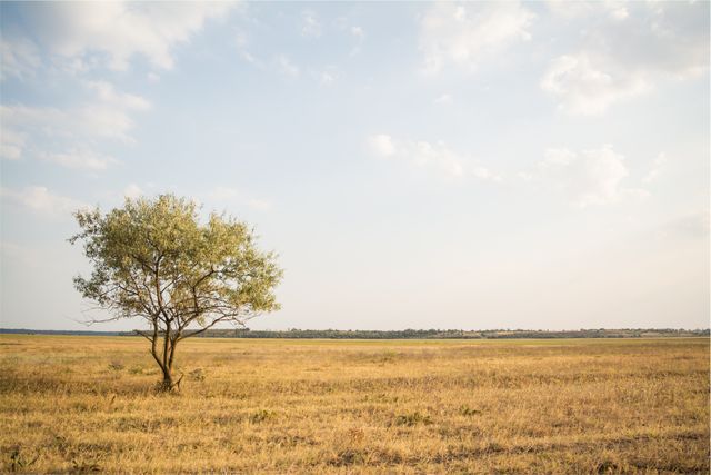 a lone tree in a field - Download Free Stock Photos Pikwizard.com