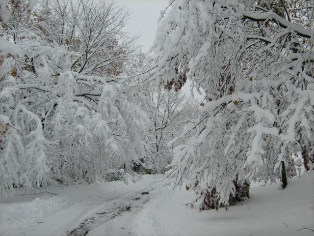 Nature snow winter - Download Free Stock Photos Pikwizard.com