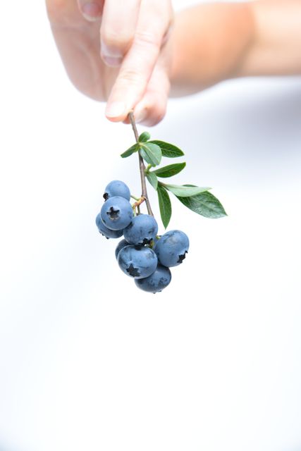 Person Holding Black Currants - Download Free Stock Photos Pikwizard.com