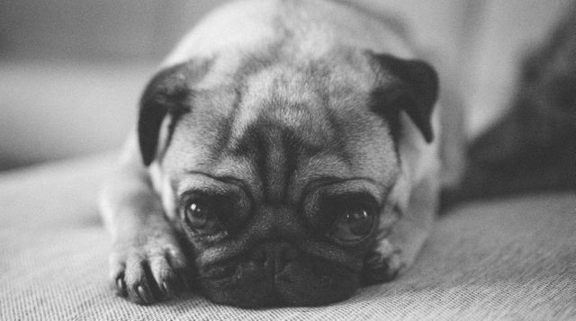 a pug dog laying on the couch - Download Free Stock Photos Pikwizard.com