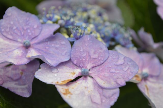 Close up of wet purple flower - Download Free Stock Photos Pikwizard.com