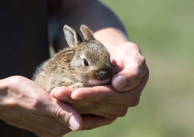 a baby rabbit being held by a person - Download Free Stock Photos Pikwizard.com