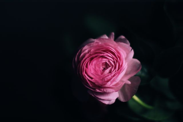 Flower pink rose flower - Download Free Stock Photos Pikwizard.com