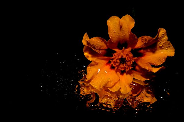 Orange Flower Illustration - Download Free Stock Photos Pikwizard.com