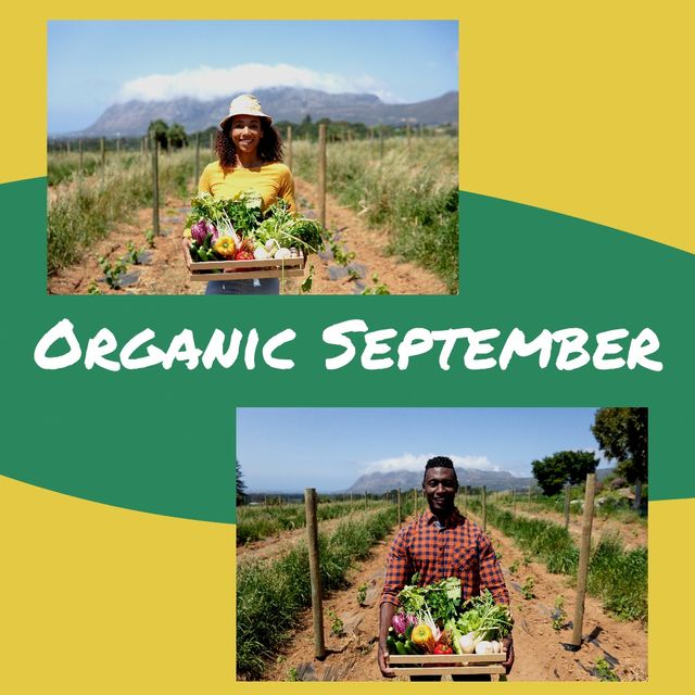 African american young man, woman carrying vegetables in crates at farm and organic september text. Copy space, collage, composite, portrait, organic food, farming, healthcare, awareness, campaign.