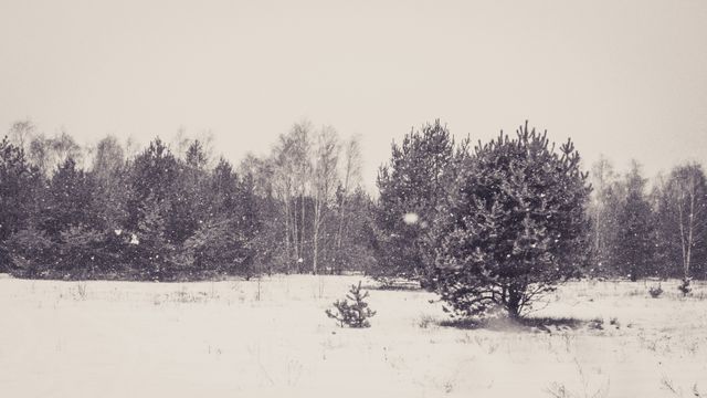 a snow covered field - Download Free Stock Photos Pikwizard.com