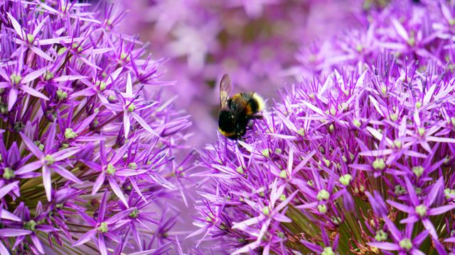 Black and Yellow Bee on Purple and White Flower during Day Time - Download Free Stock Photos Pikwizard.com