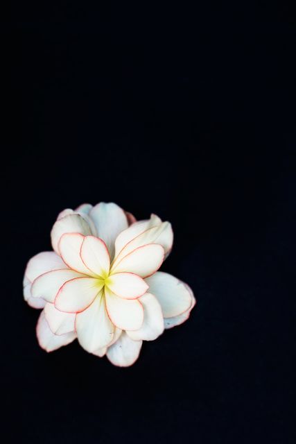 Flower white closeup plant - Download Free Stock Photos Pikwizard.com