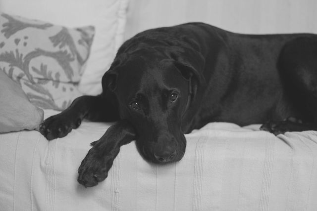 Black Labrador on White Cushion Couch - Download Free Stock Photos Pikwizard.com