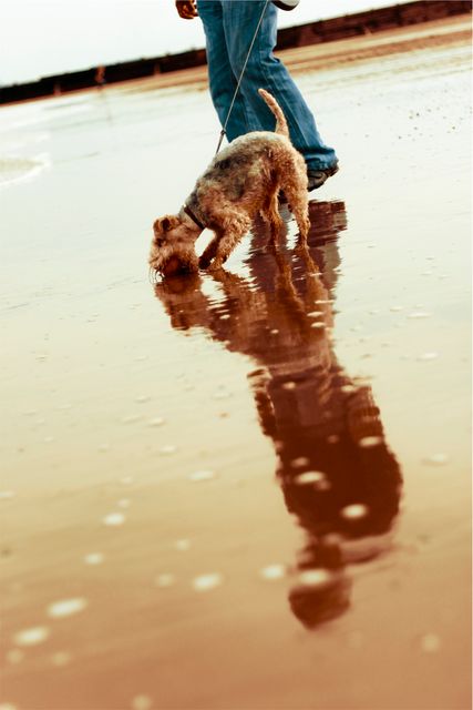 Dog pet walking- Download Free Stock Photos Pikwizard.com