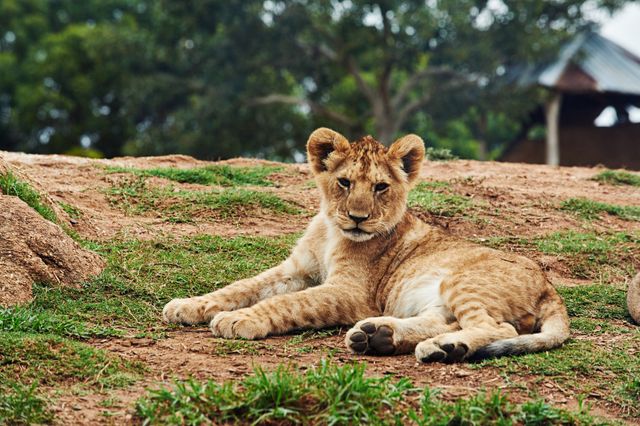 a lion cub laying on the ground - Download Free Stock Photos Pikwizard.com