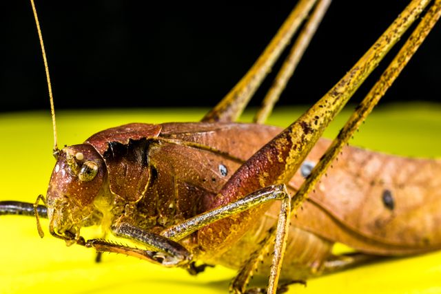 Mobile wallpaper: Animal, Grasshopper, 592647 download the picture for free.