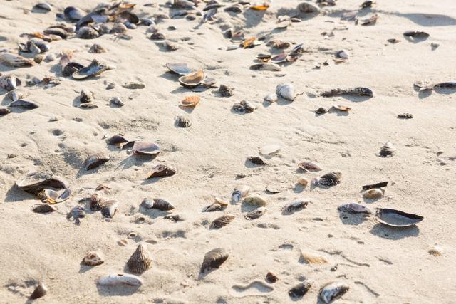 Sea shells on sand surface - Download Free Stock Photos Pikwizard.com