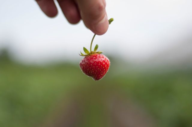 Berry Fruit Strawberry - Download Free Stock Photos Pikwizard.com