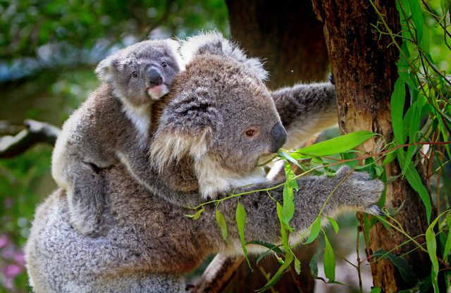 Grey and White Koala Bear - Download Free Stock Photos Pikwizard.com