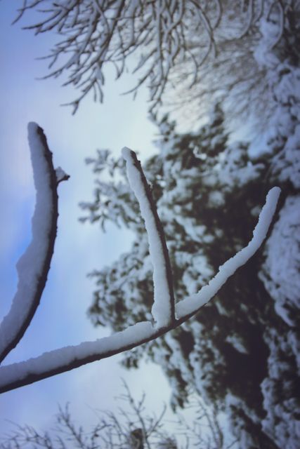 Close up of snow on branch against sky - Download Free Stock Photos Pikwizard.com