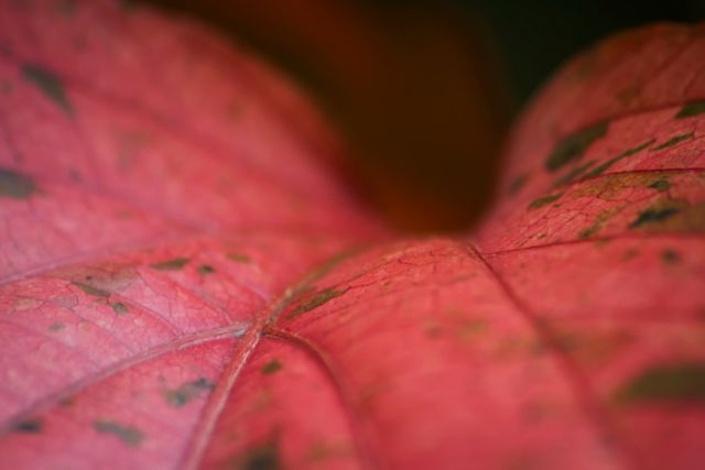 a red leaf - Download Free Stock Photos Pikwizard.com