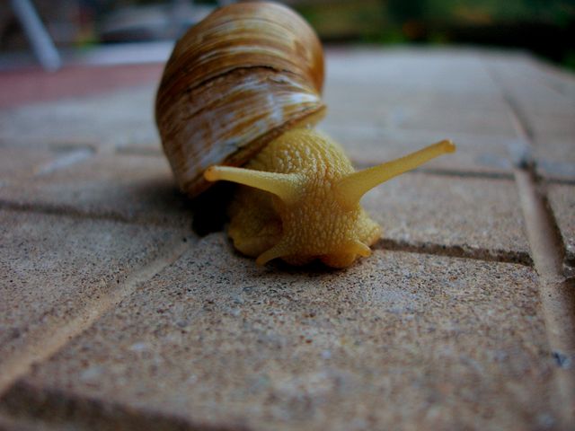 Macro Photo of Yellow Snail on Ground - Download Free Stock Photos Pikwizard.com