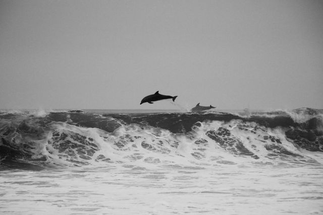 Dolphins ocean sea- Download Free Stock Photos Pikwizard.com