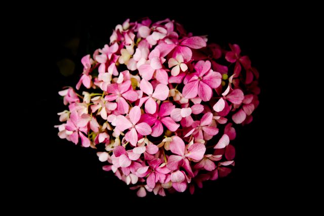 Lilac Pink Flower - Download Free Stock Photos Pikwizard.com