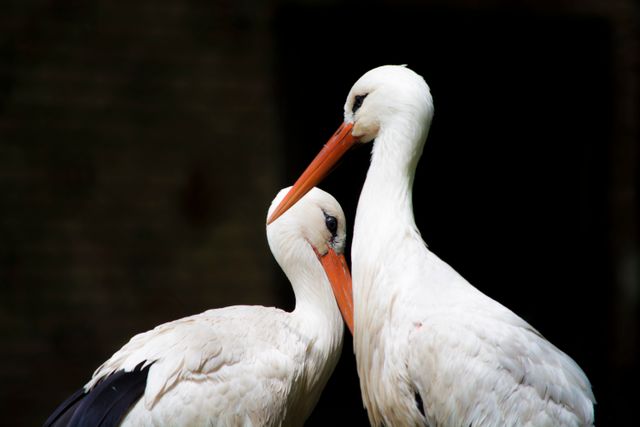 White and Black Storks - Download Free Stock Photos Pikwizard.com