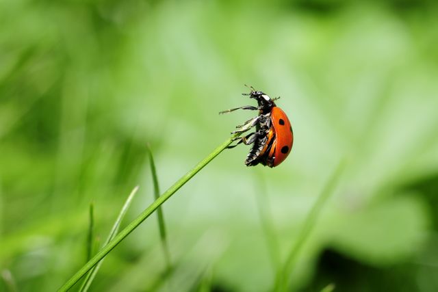 Orange Ladybug on Green Plant - Download Free Stock Photos Pikwizard.com