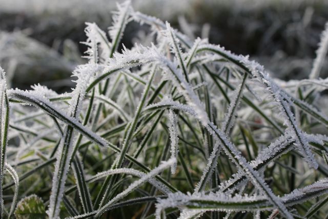 Close up cold environment flora - Download Free Stock Photos Pikwizard.com