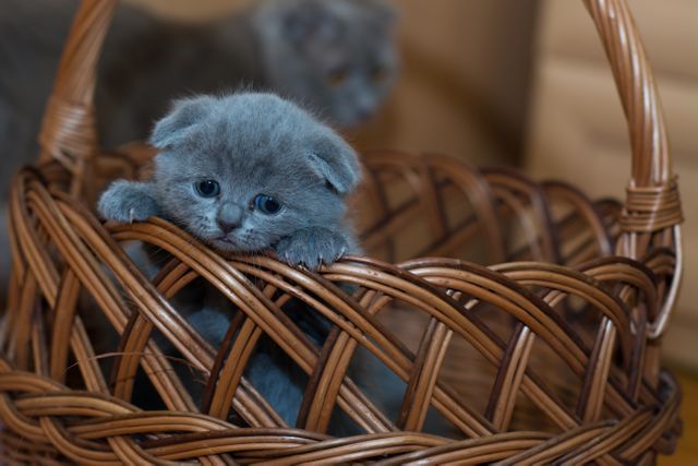Russian Blue Kitten on Brown Woven Basket - Download Free Stock Photos Pikwizard.com