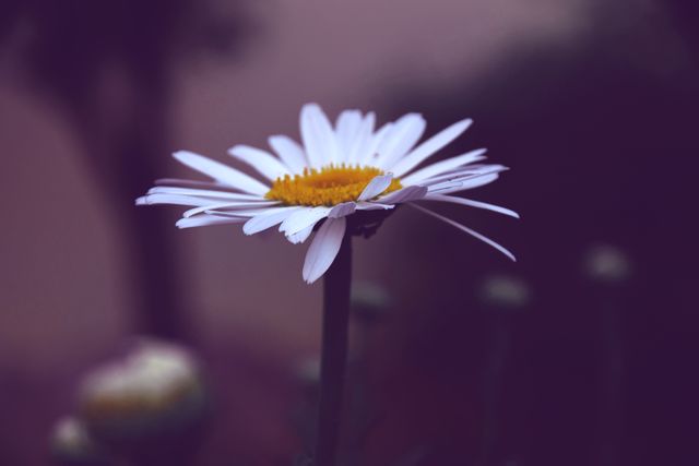 Photo of White and Yellow Daisy Flower - Download Free Stock Photos Pikwizard.com