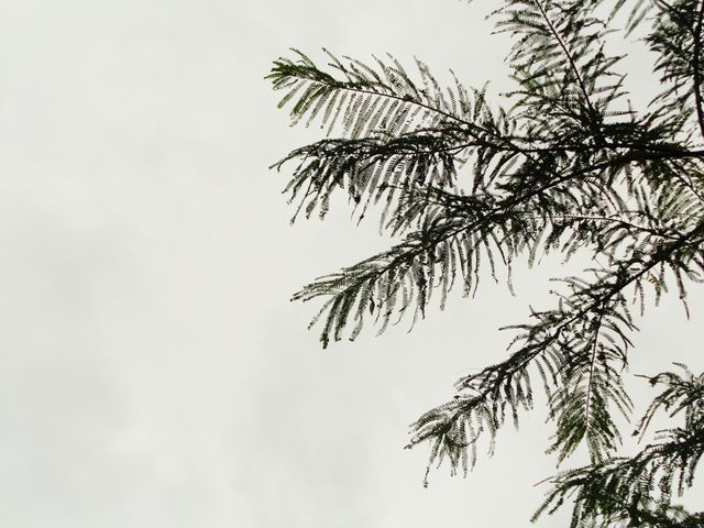 Dark clouds tree tree with dark sky - Download Free Stock Photos Pikwizard.com