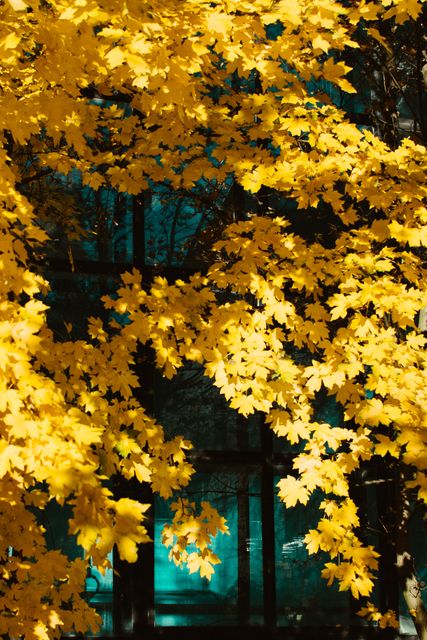 Yellow leaves trees - Download Free Stock Photos Pikwizard.com
