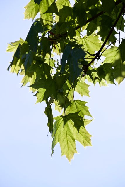 Maple Tree Leaf - Download Free Stock Photos Pikwizard.com
